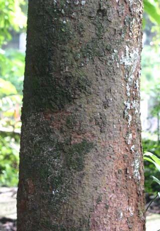 �^���p��