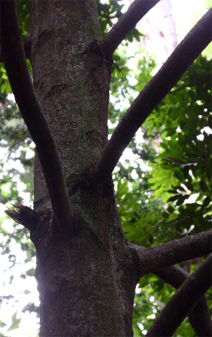 �O���g�D�O���g�D