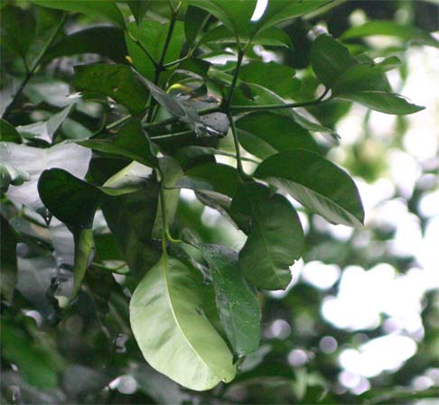 �Z���x�X�}���S�X�`��