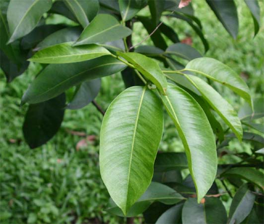 �n�}�}���S�X�`��