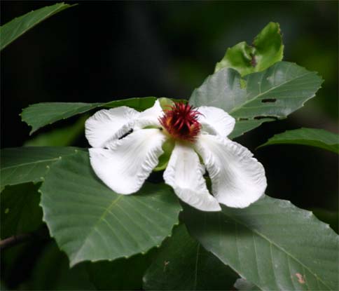 �t�B���s���r�����h�L