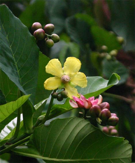 �V���|�[�A�G��