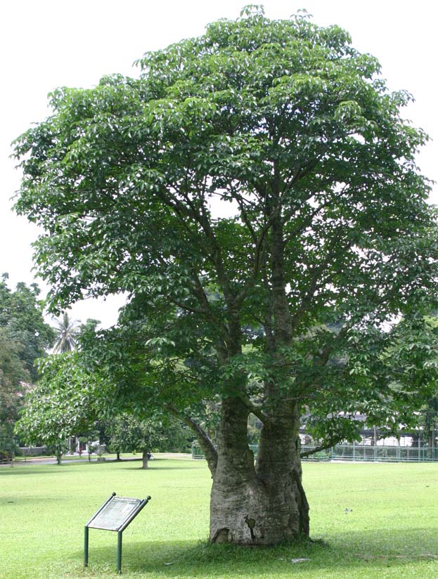 �o�I�o�u�̎��p