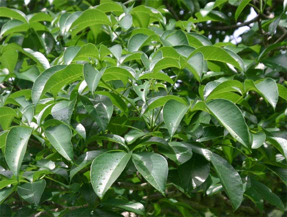 �o�I�o�u�̗t