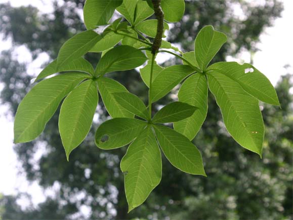 �o�I�o�u�̗t��