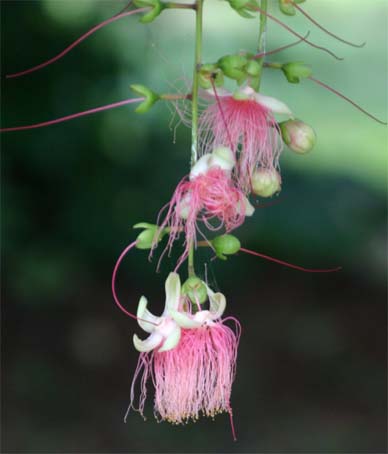 �T�K���o�i�̉�