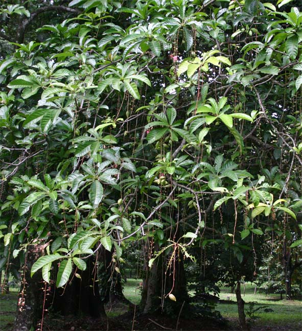 �T�K���o�i�̗t