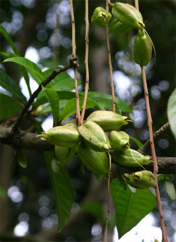 �T�K���o�i�̎�