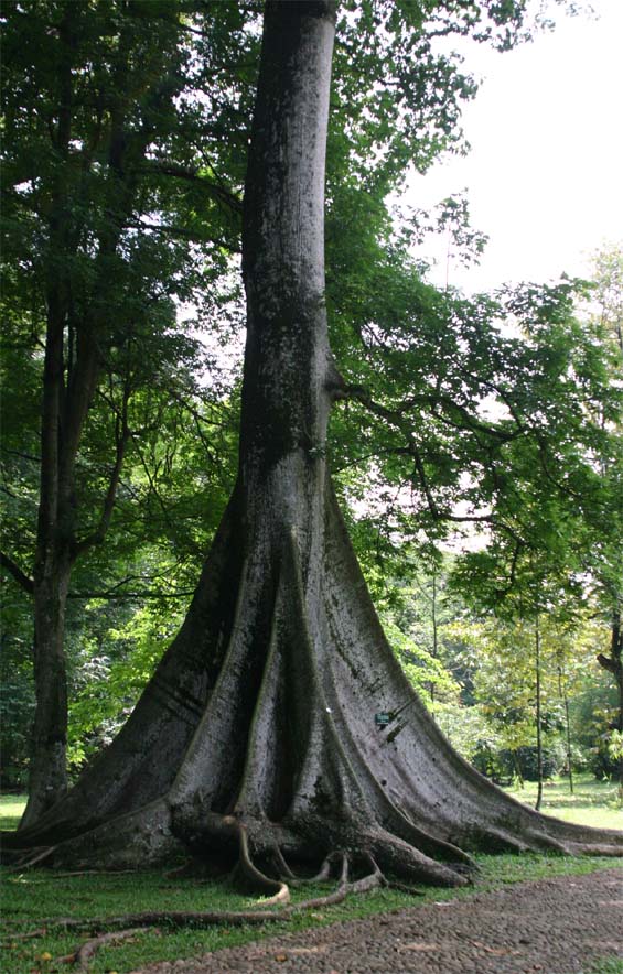 �J�|�b�N�̔�