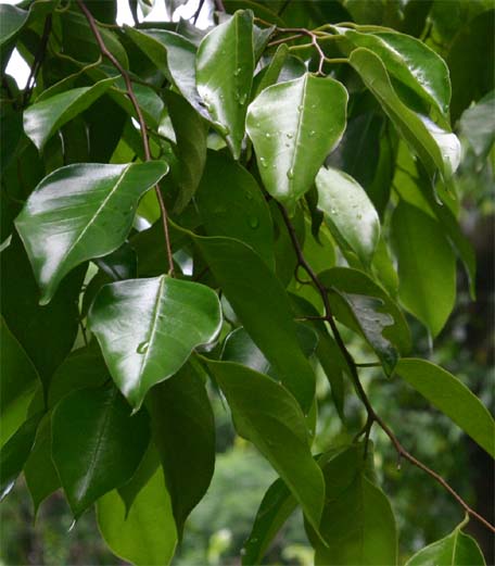 �_�}�[���C�^��