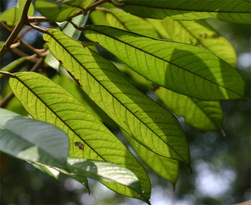 �h���A���u���h�D�̗t��