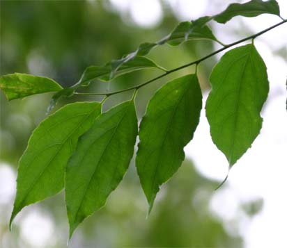 �i�����E�C�k�J���R�̗t��