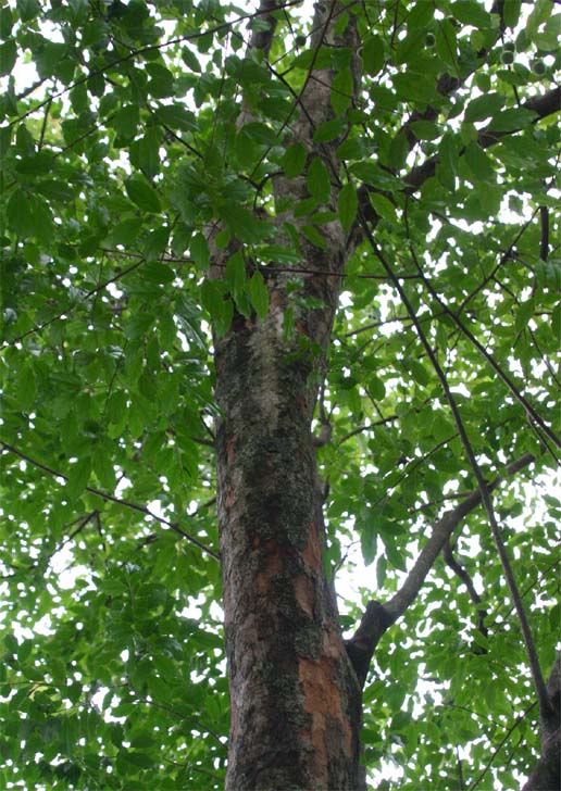 �i�����E�C�k�J���R�̎��p