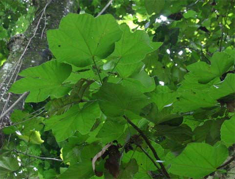 �I�I�o�s���|���t��