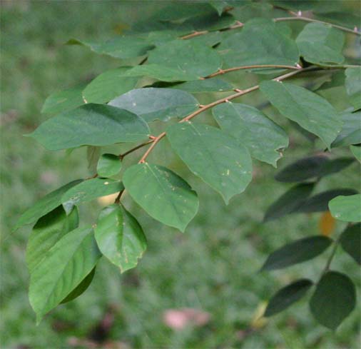 �p���[���W����