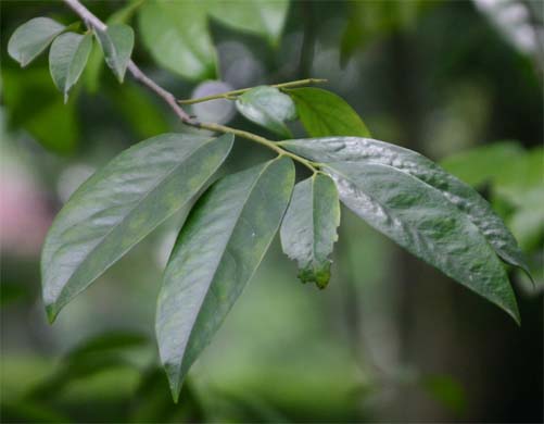 �����E�L���E�K�L