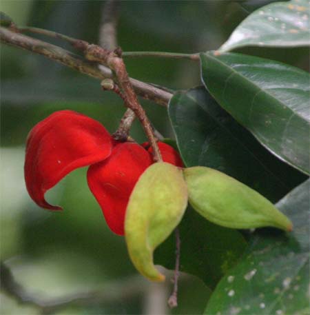 Sterculia�@coccinea