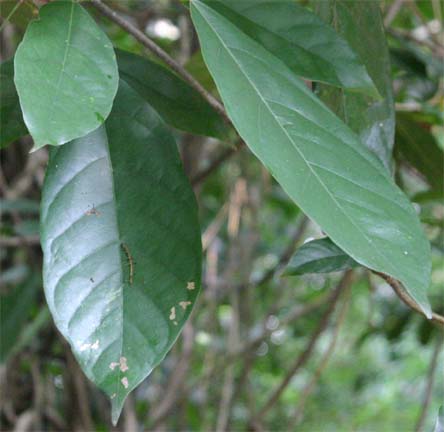 Sterculia�@coccinea�t