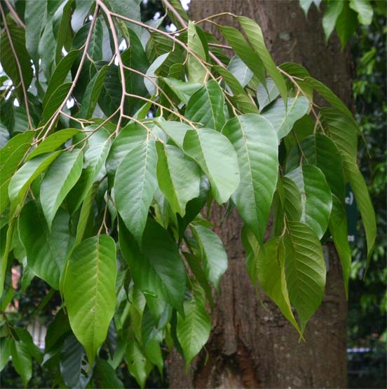 �e���J�����A�G��