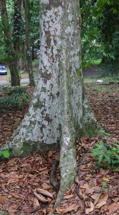 �e���J�����A�G���̔�