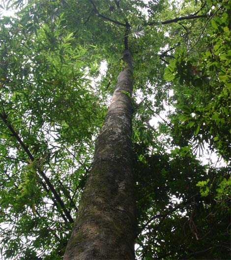 �e���o�[�K�̊�