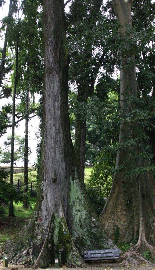 �e���o�[�K�̔�