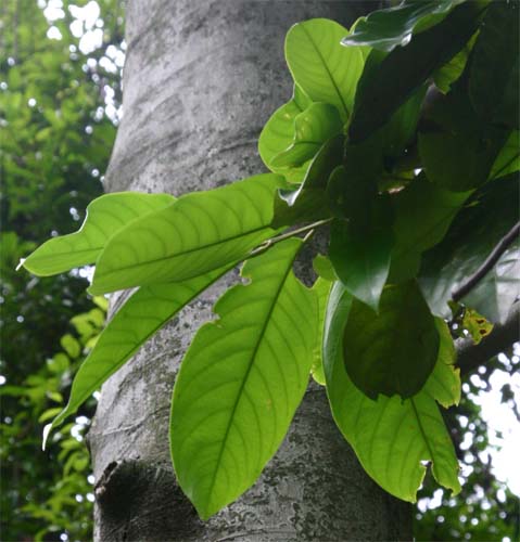 vatica pauciflora�̗t��