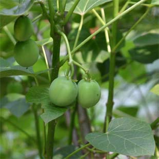 �i�����E�A�u���M��