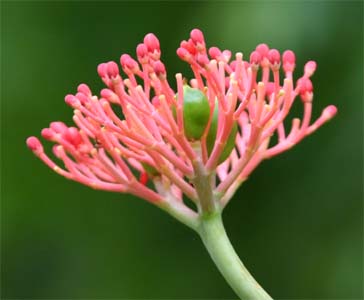 �T�P�o���g���t�@