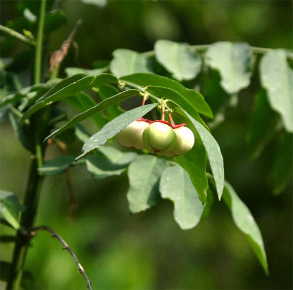 �A�}���V�o