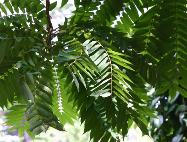 �i�K�o�m�S�����V�̗t