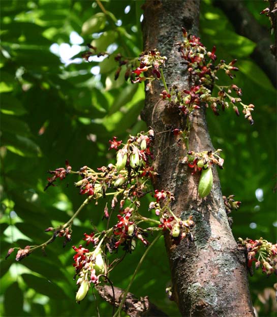 �i�K�o�m�S�����V�̊��Ǝ�