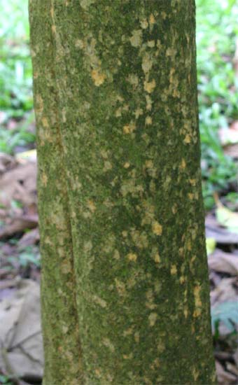 �~�h�������o�C�̎���