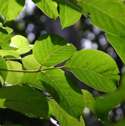 �A�J�M�̗t��