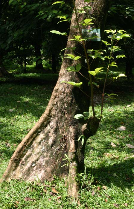 �A�J�M�̊�