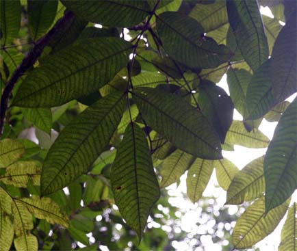 �P�i���o�r�̗t