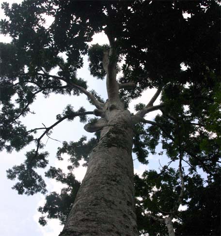 �P�i���o�r�̊�