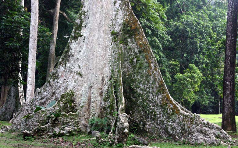 �P�i���o�r�̔�