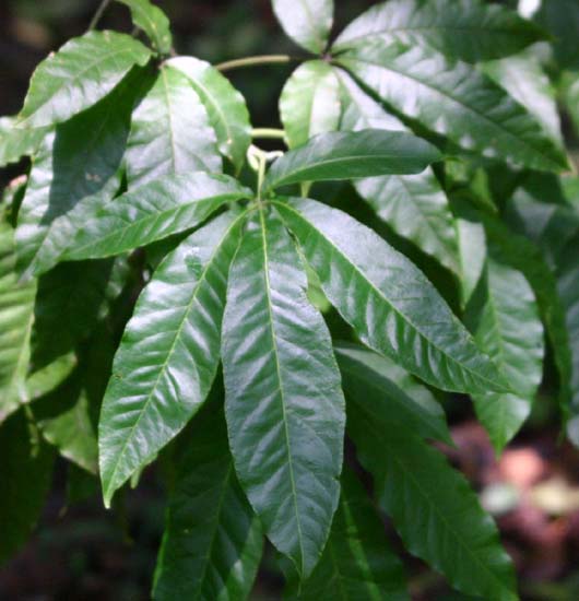 �V���T�|�e