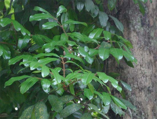 �P�h���h�������v���X�̗t