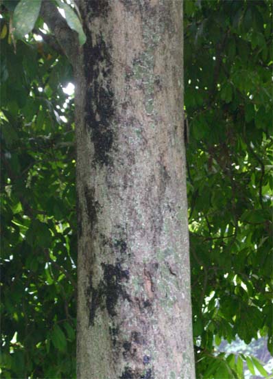 �P�h���h�������v���X�̊�