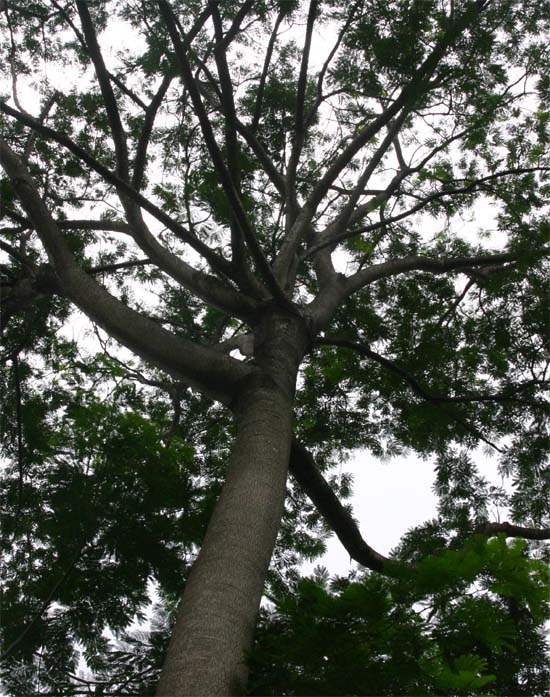 �e�B���{�̊�