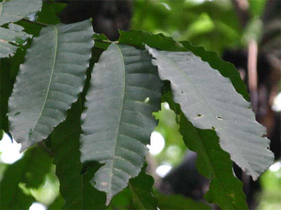 �n�����n���̗t