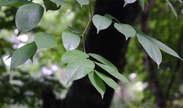 �^�C�w�C���E�e�c�{�N�̗t