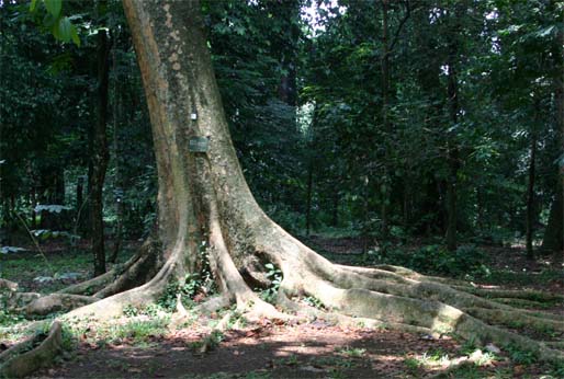 �^�C�w�C���E�e�c�{�N�̔�