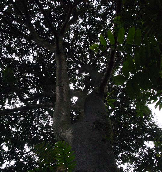 �A�t���J�}�z�K�j�[