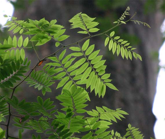 �����K���X�̗t