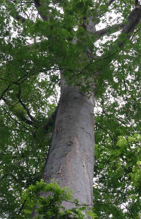 �����K���X�̊�