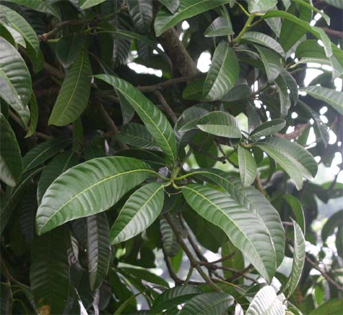 �E�}�}���S�̗t