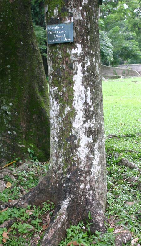 �E�}�}���S�̊�